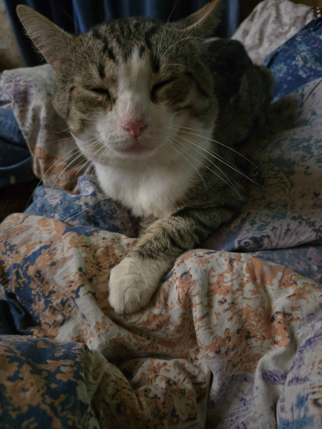 Пропала кошка в Раменском — фото объявления