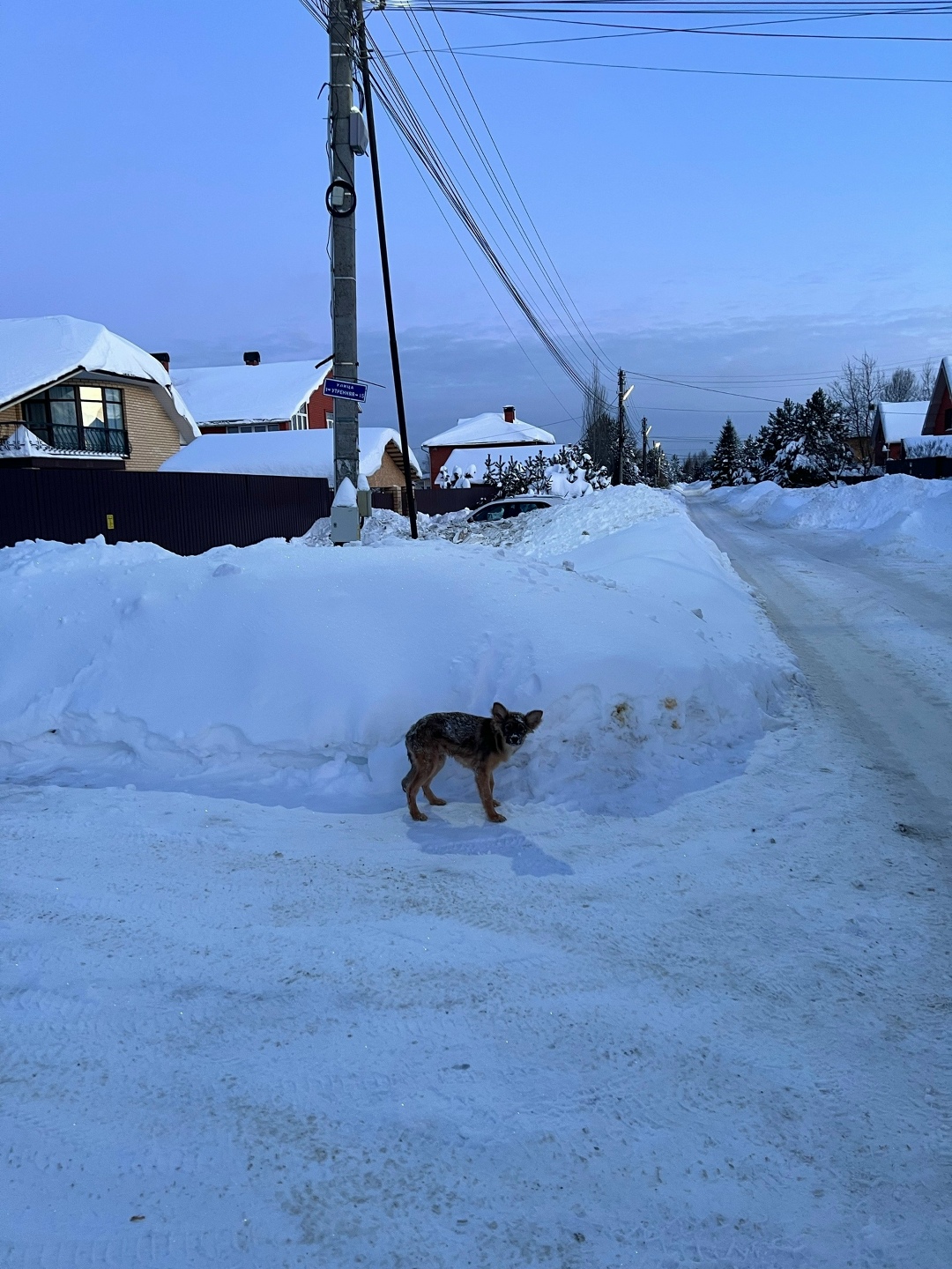 Найдена собака в Раменском — фото объявления