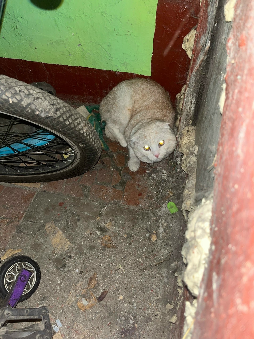 Найдена кошка в Раменском — фото объявления