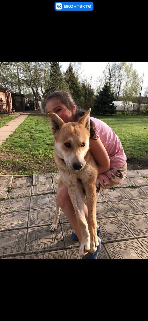 Пропала собака в Раменском — фото объявления