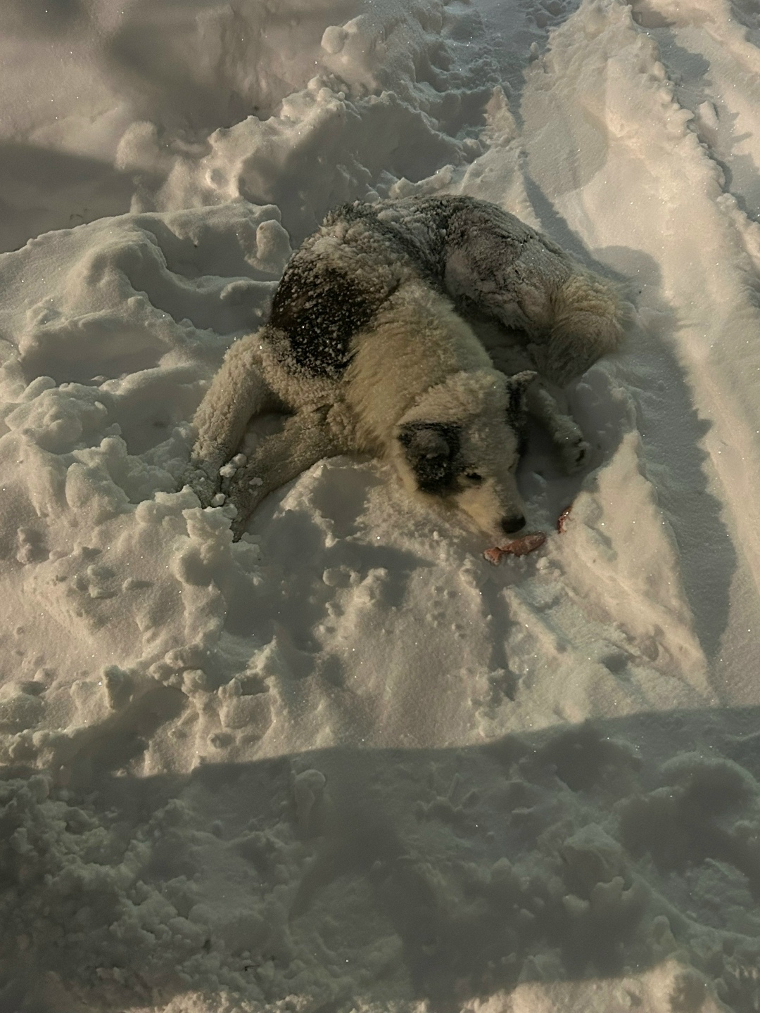 Пропала собака в Раменском — фото объявления