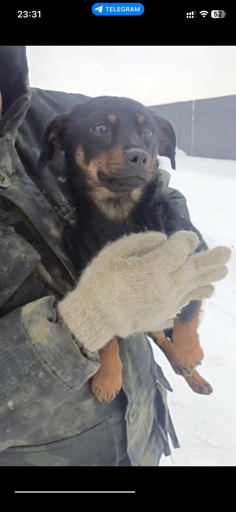 Найдена собака в Раменском — фото объявления