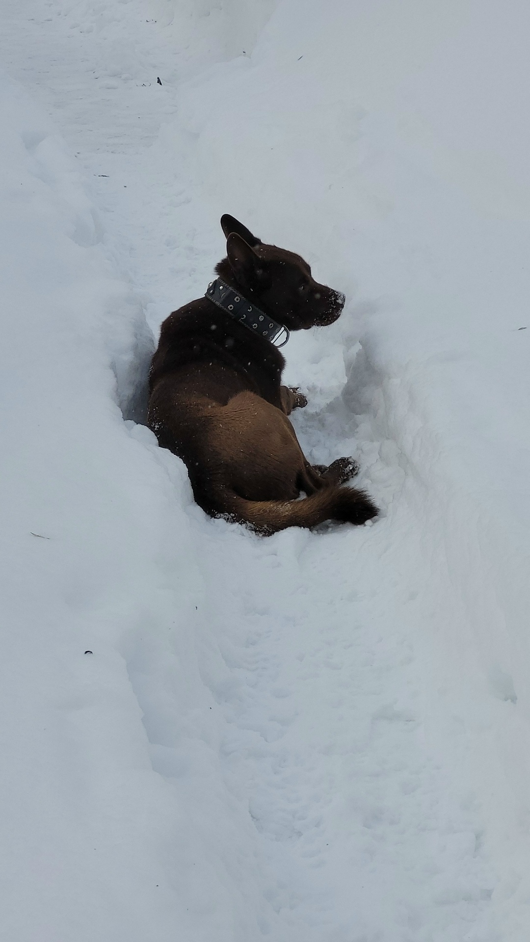 Пропала собака в Раменском — фото объявления