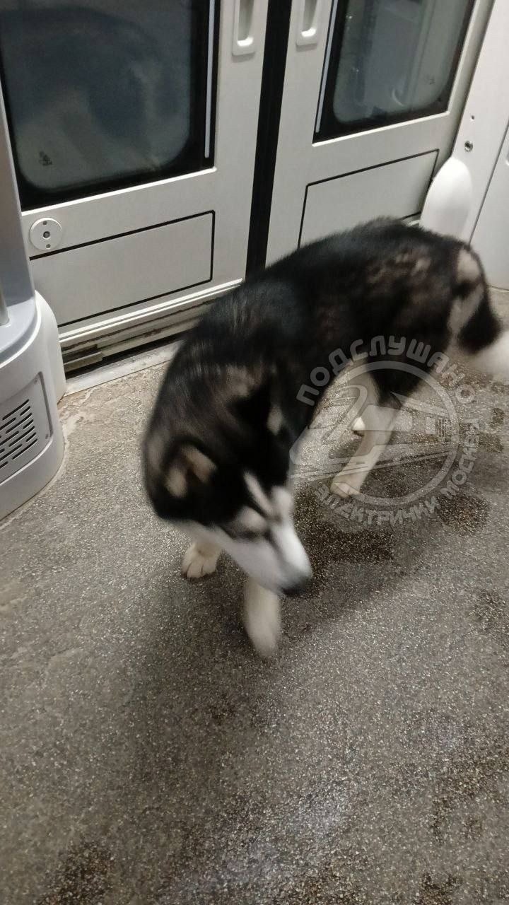 Найдена собака в Раменском — фото объявления