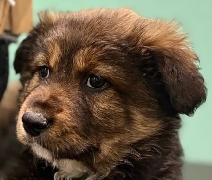 Найдена собака в Раменском — фото объявления