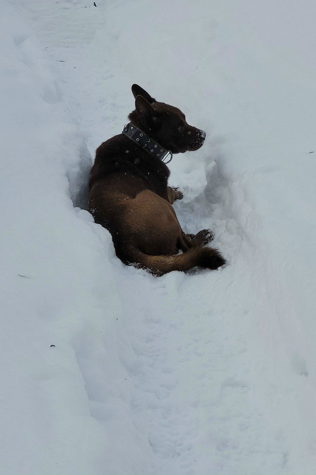 Пропала собака в Раменском — фото объявления