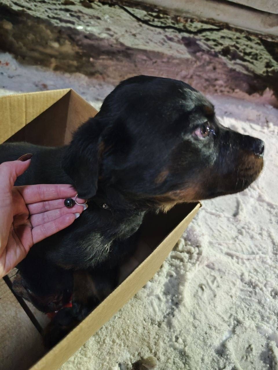 Найдена собака в Раменском — фото объявления