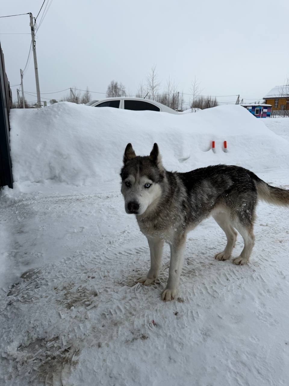 Найдена собака в Раменском — фото объявления