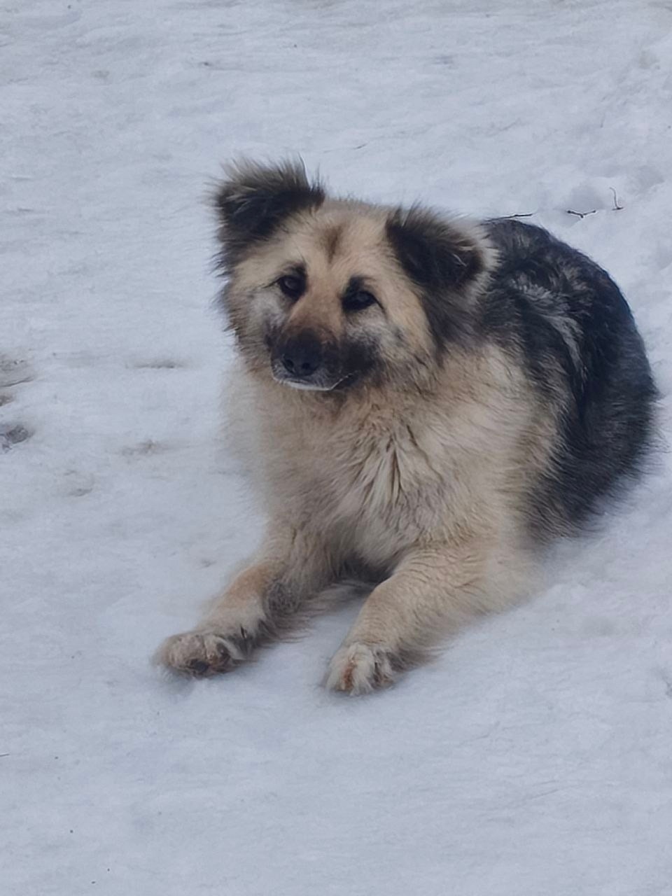 Найдена собака в Раменском — фото объявления