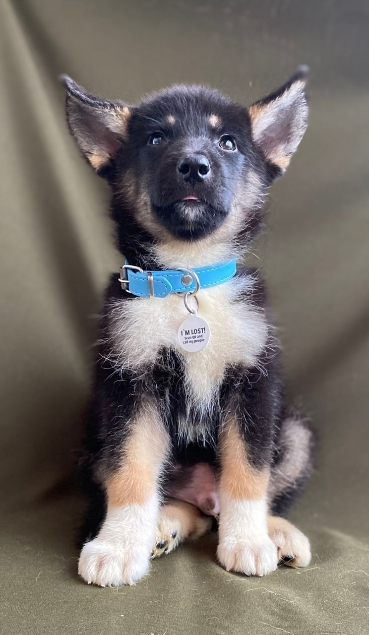 Найдена собака в Раменском — фото объявления