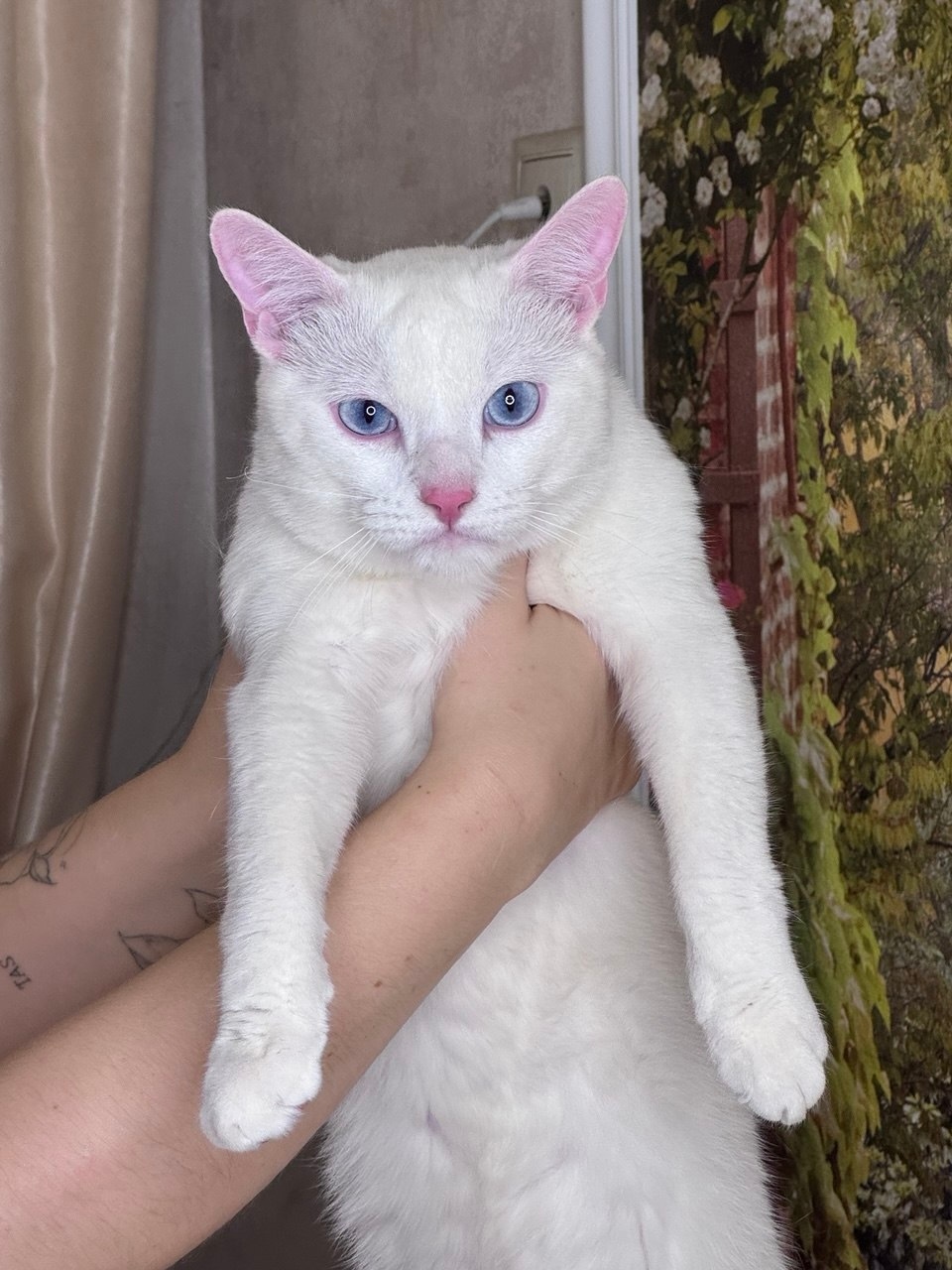 Найдена кошка в Раменском — фото объявления