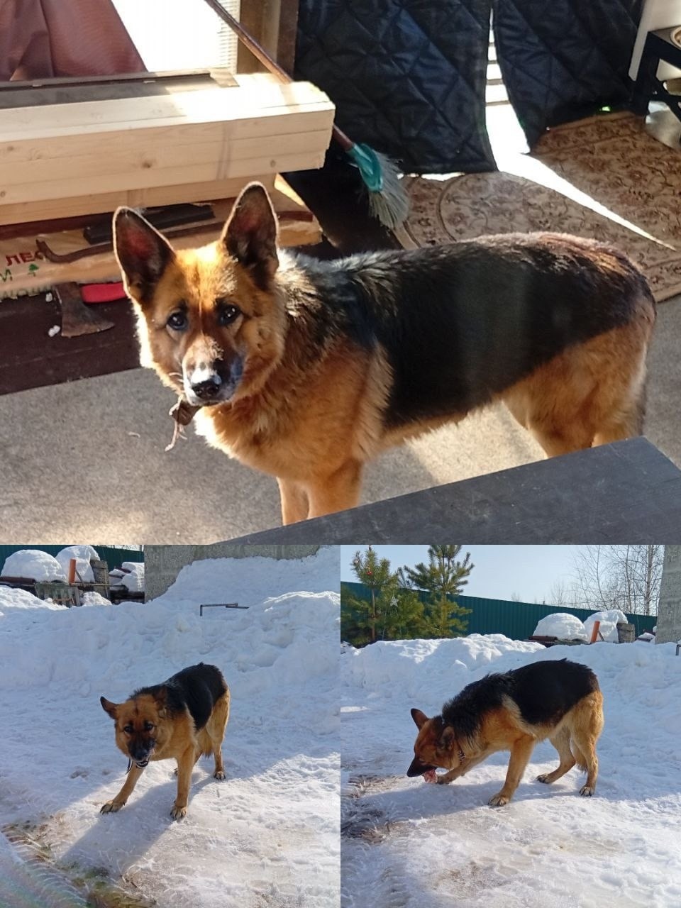 Найдена собака в Раменском — фото объявления