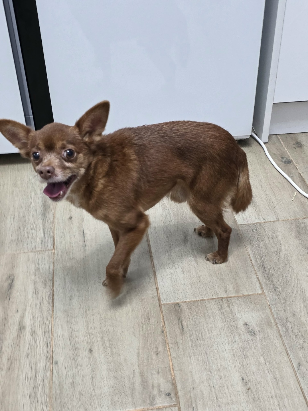 Найдена собака в Раменском — фото объявления