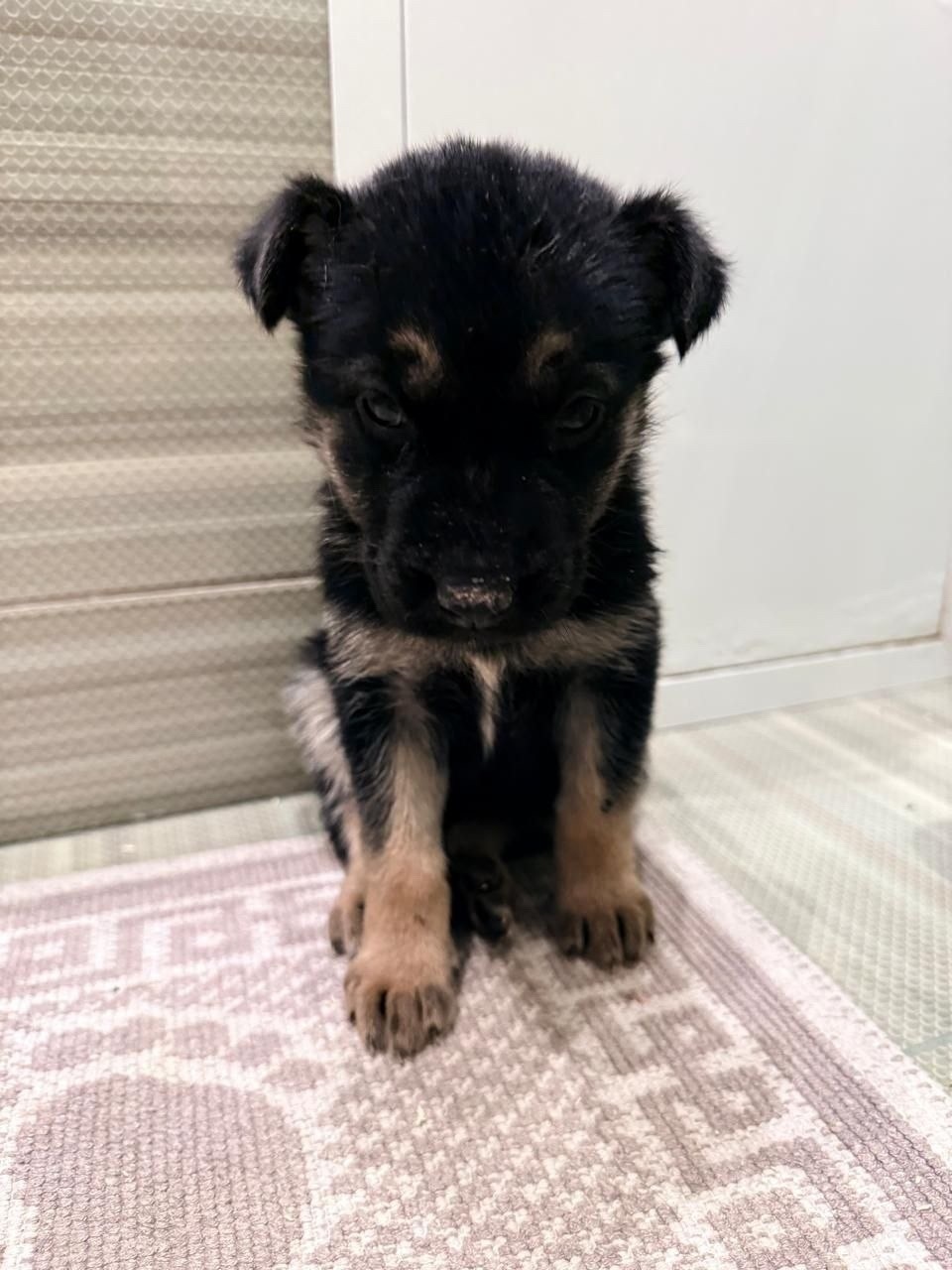 Найдена собака в Раменском — фото объявления