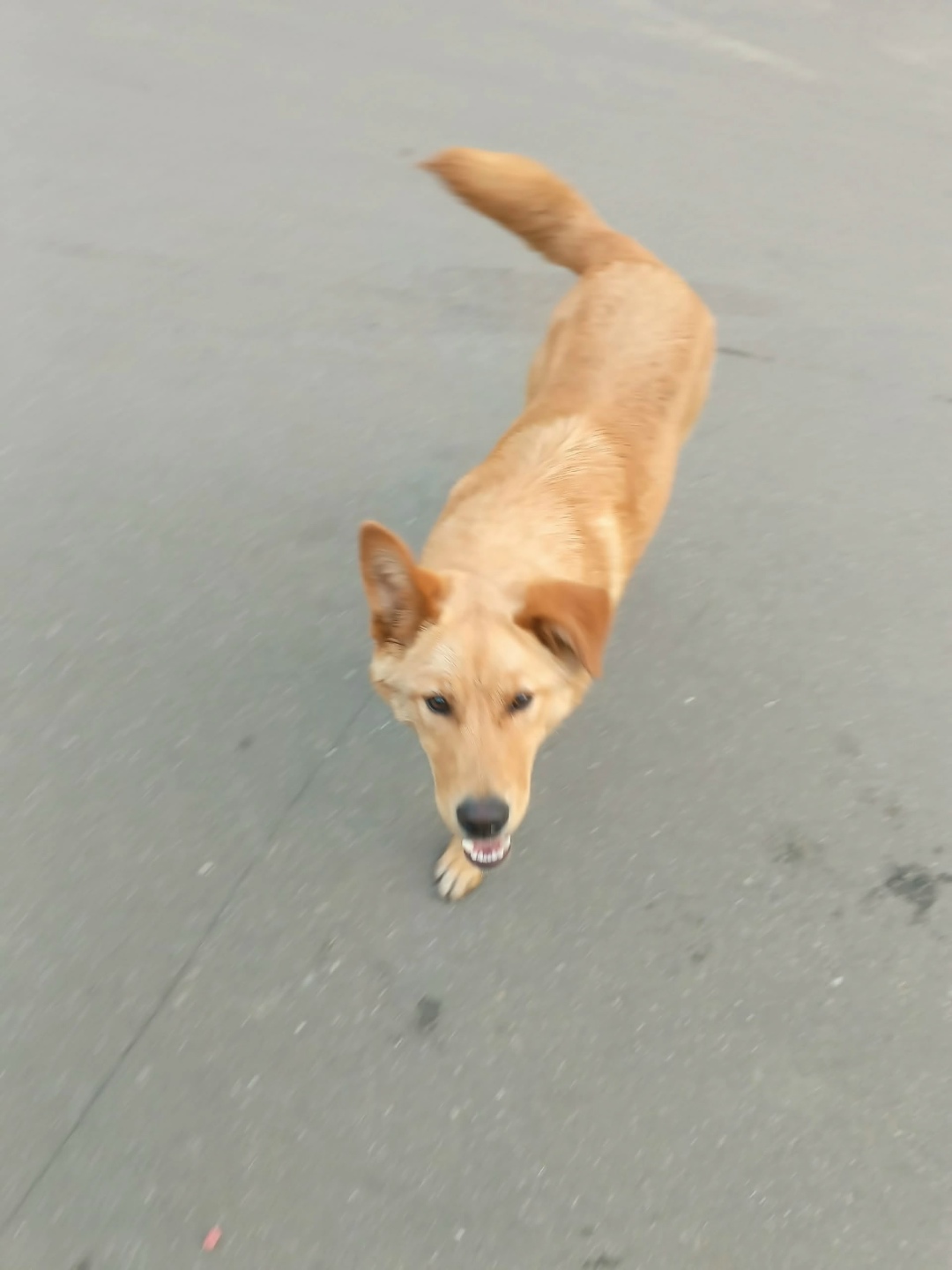 Пропала собака в Раменском — фото объявления