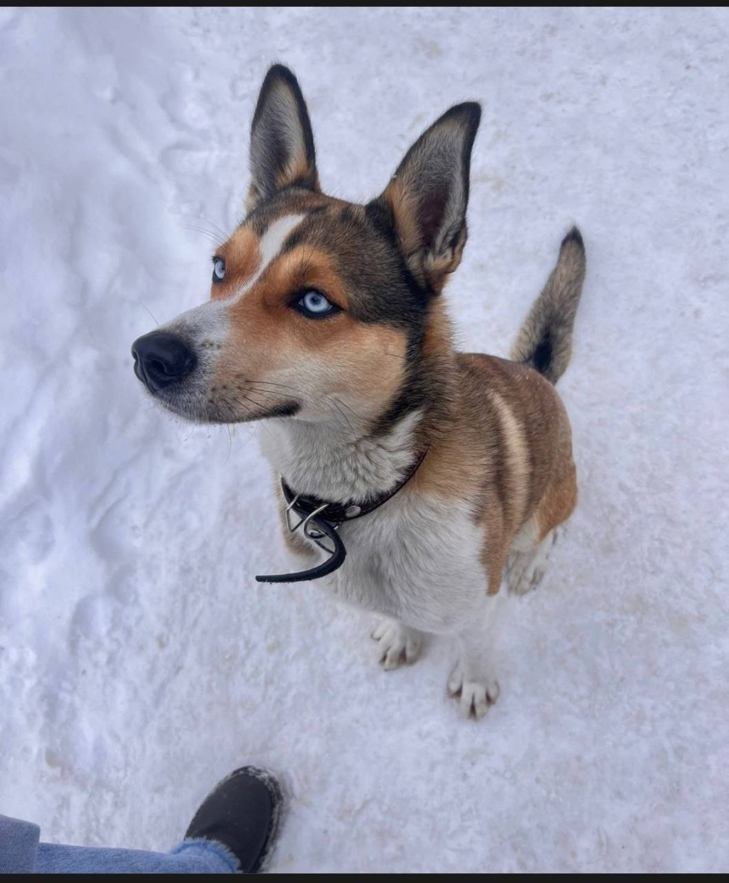 Пропала собака в Раменском — фото объявления