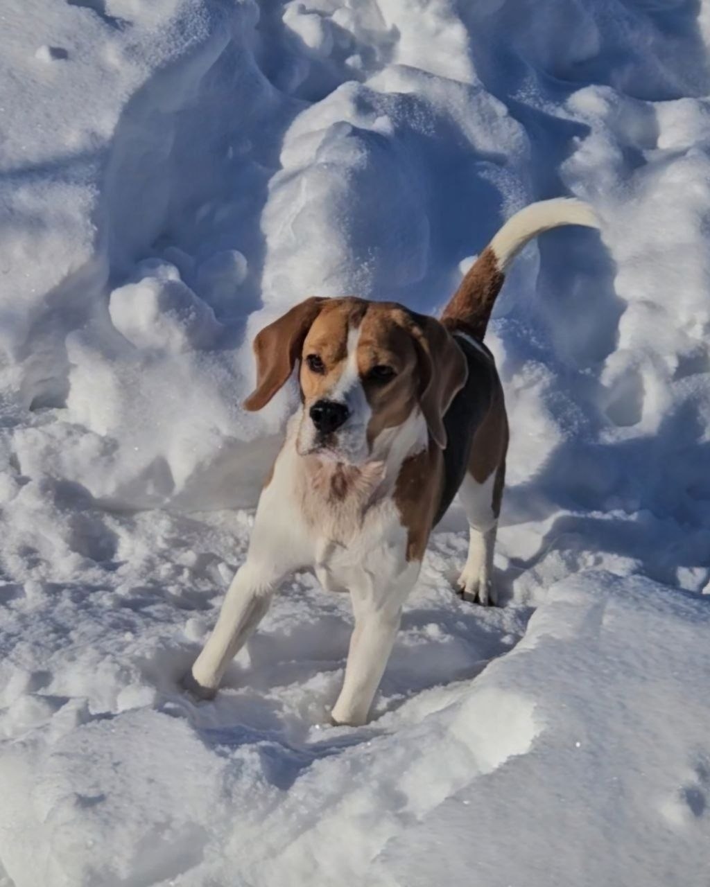 Пропала собака в Раменском — фото объявления