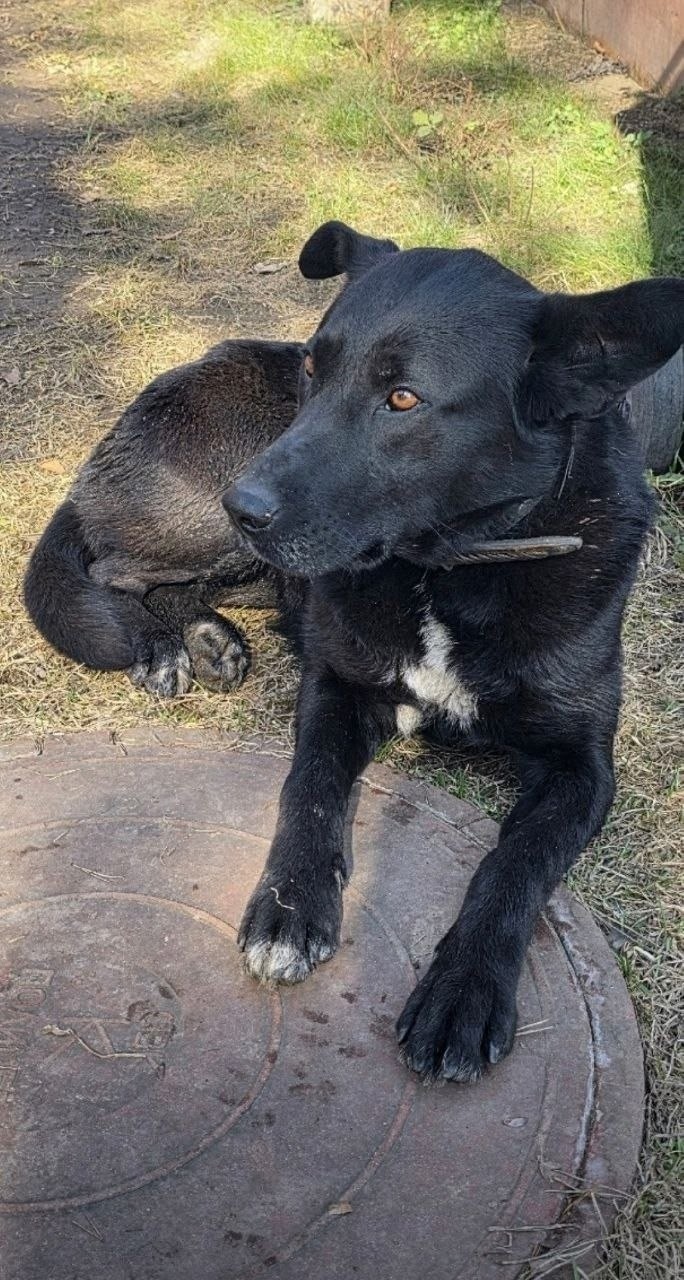 Найдена собака в Раменском — фото объявления
