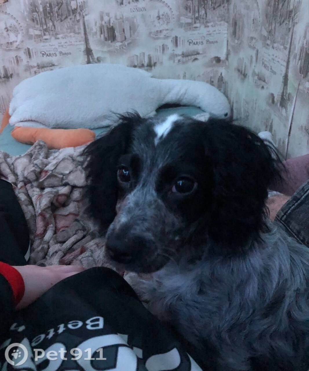 Пропала собака в Раменском — фото объявления