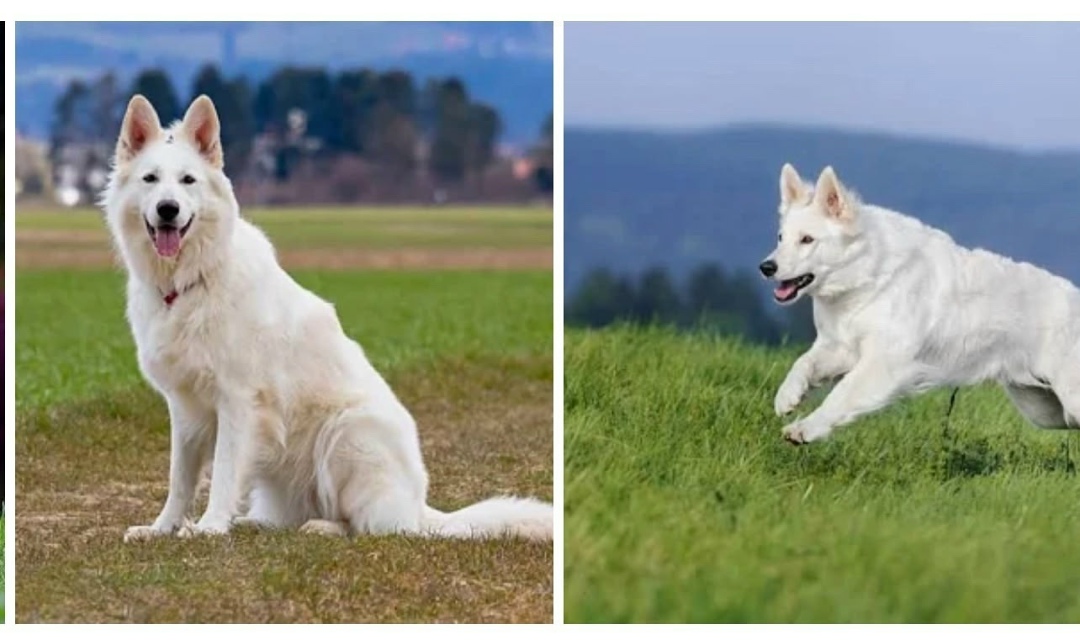Пропала собака в Раменском — фото объявления