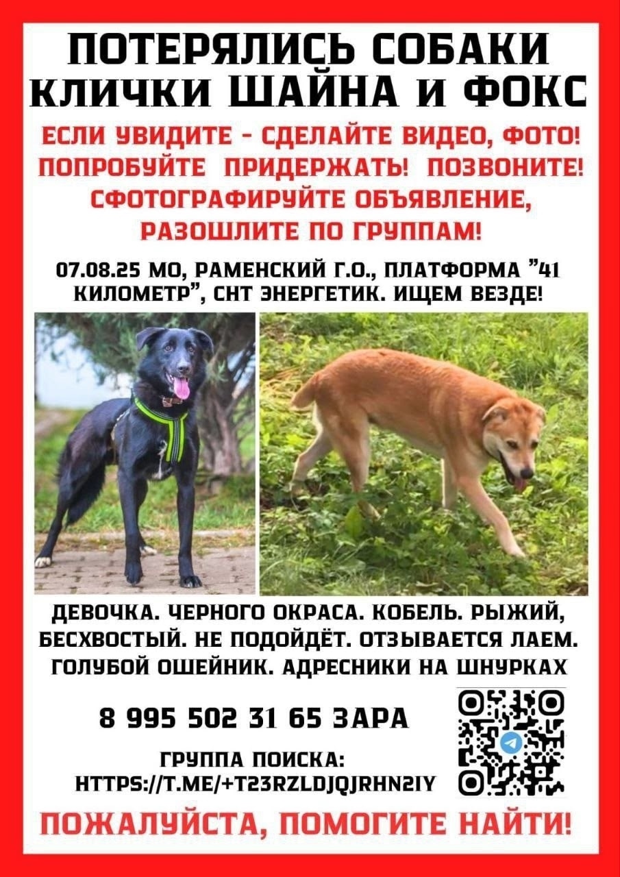Пропала собака в Раменском — фото объявления