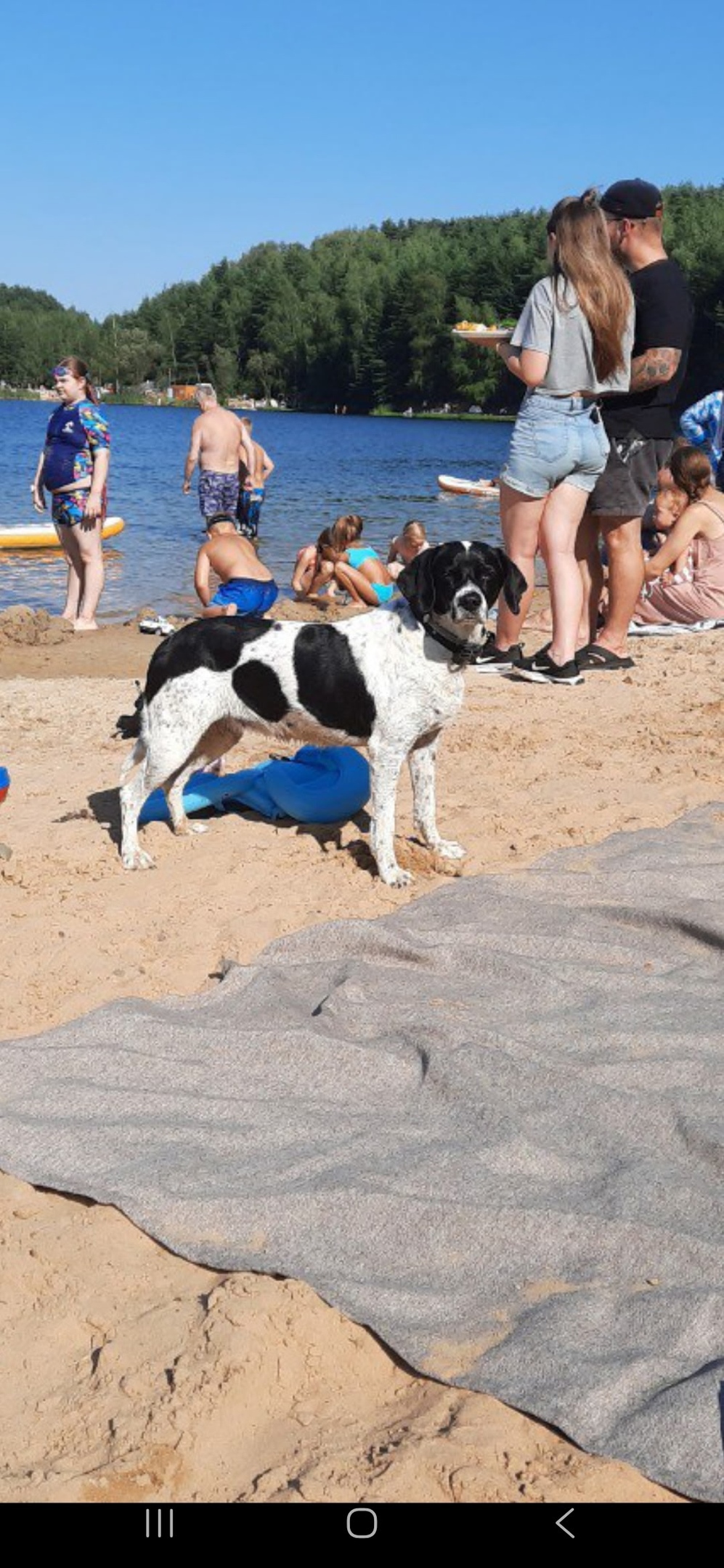 Пропала собака в Раменском — фото объявления