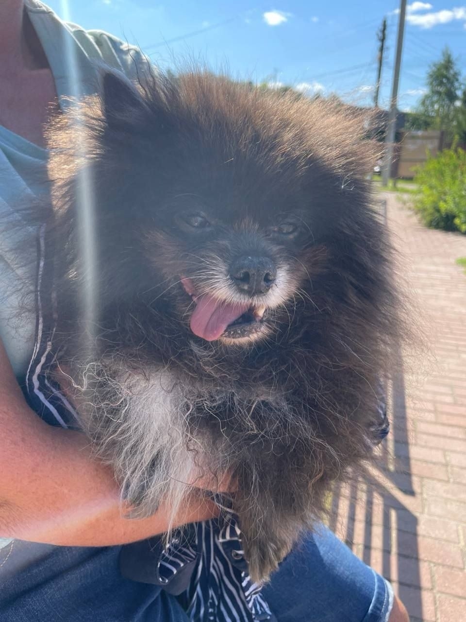 Найдена собака в Раменском — фото объявления