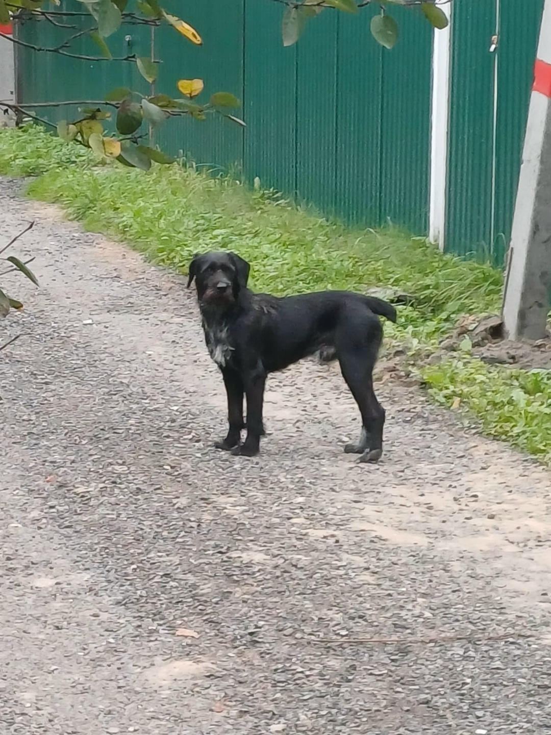 Пропала собака в Раменском — фото объявления