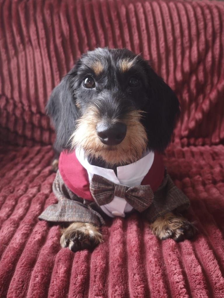 Пропала собака в Раменском — фото объявления