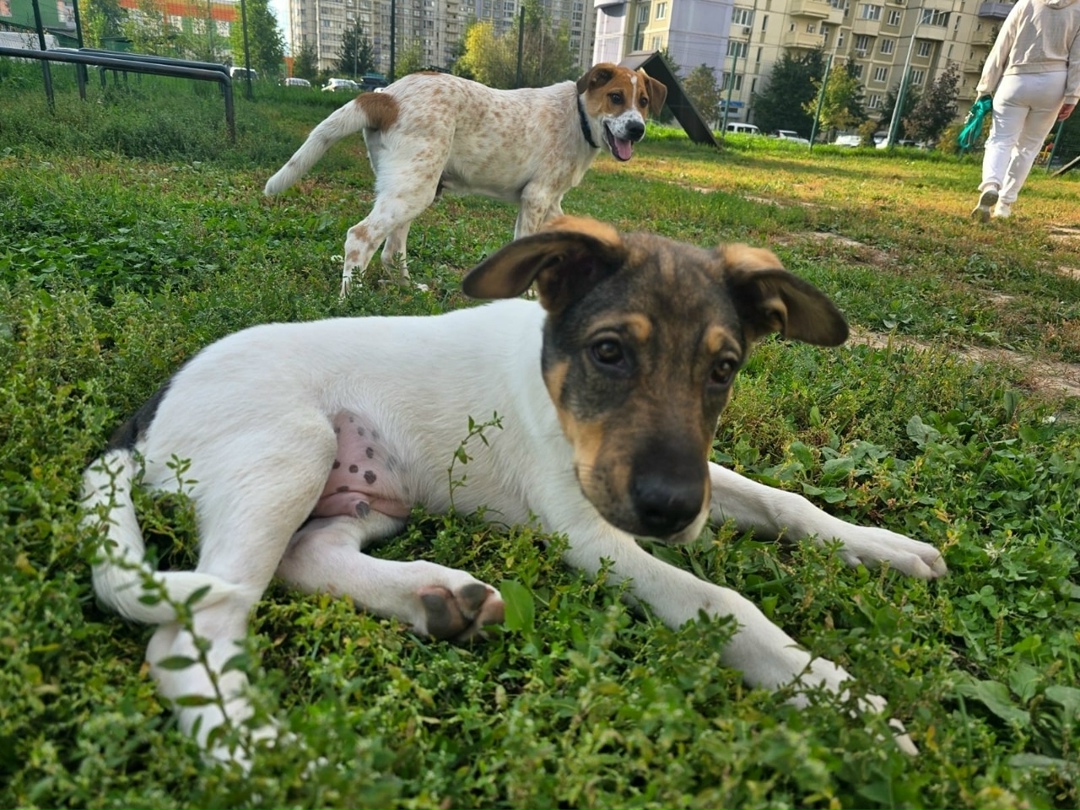 Найдена собака в Раменском — фото объявления