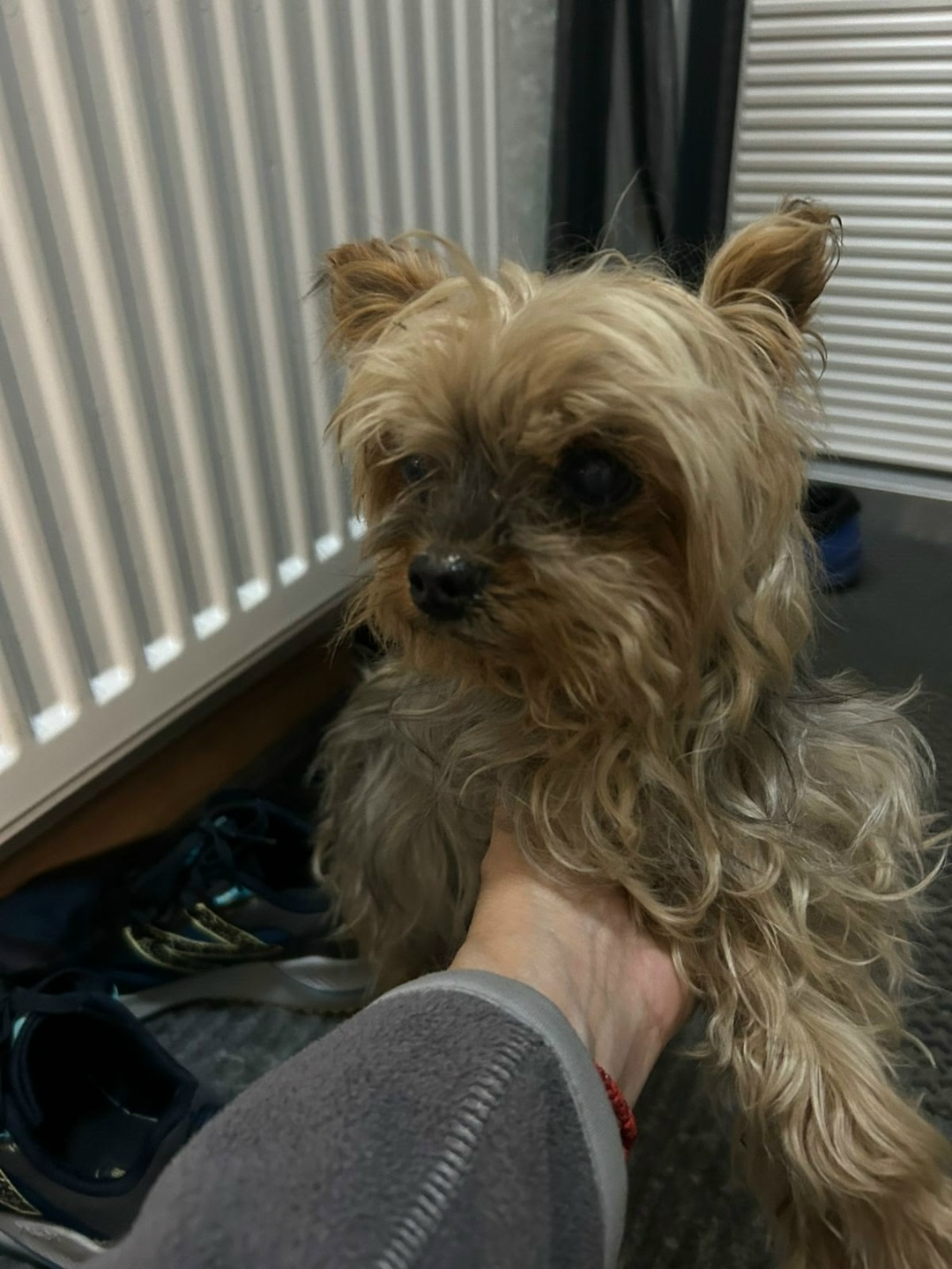 Найдена собака в Раменском — фото объявления