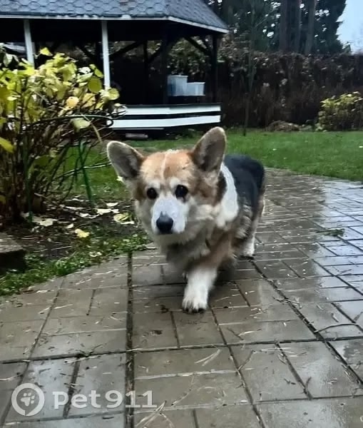 Пропала собака в Раменском — фото объявления