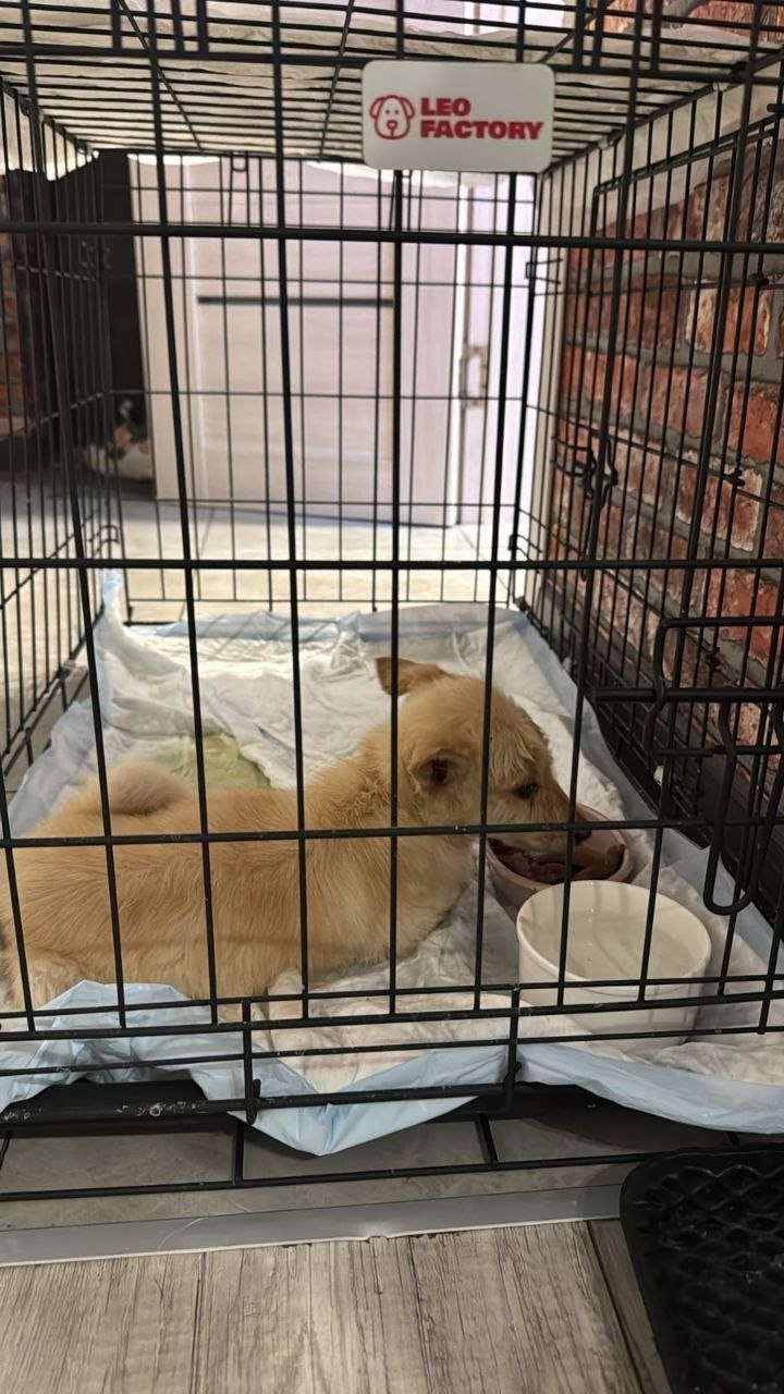 Найдена собака в Раменском — фото объявления