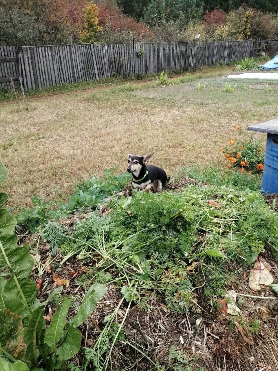 Пропала собака в Раменском — фото объявления
