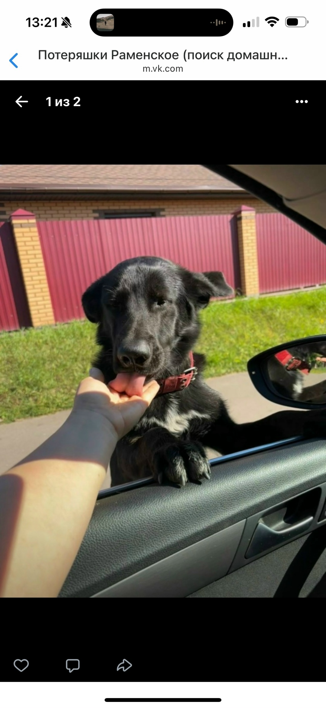 Найдена собака в Раменском — фото объявления