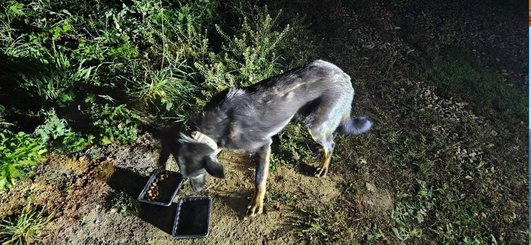 Найдена собака в Раменском — фото объявления
