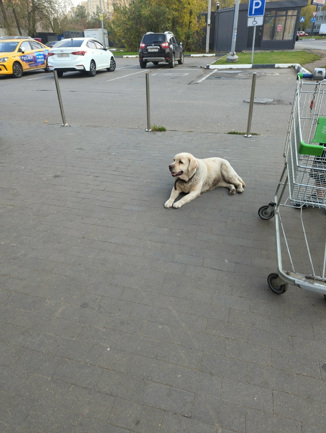 Найдена собака в Раменском — фото объявления