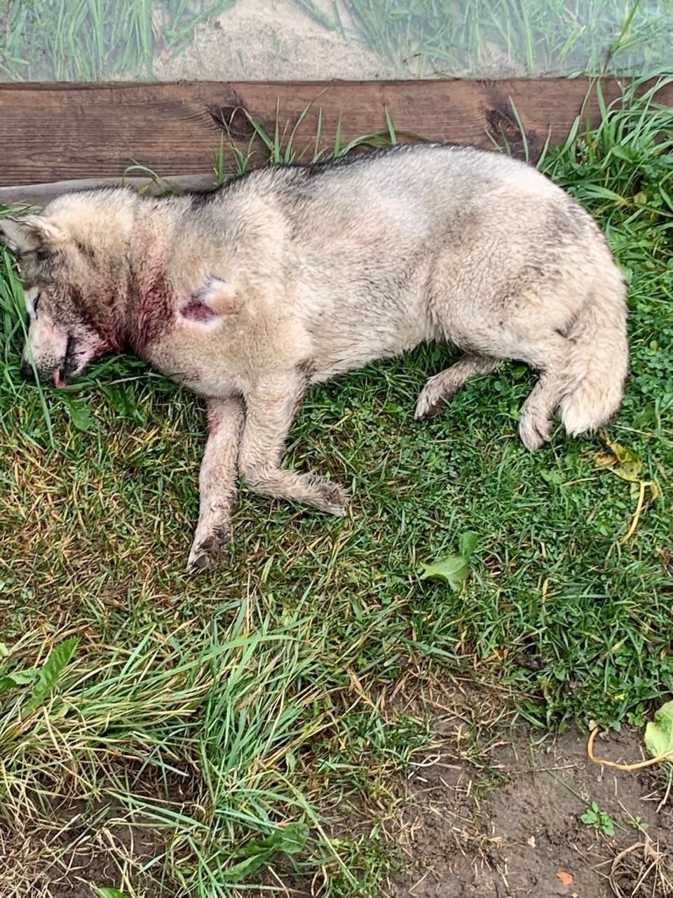 Найдена собака в Раменском — фото объявления