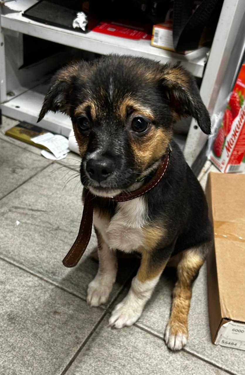 Найдена собака в Раменском — фото объявления