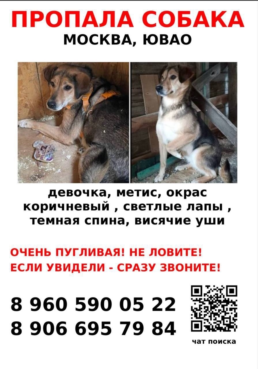 Пропала собака в Раменском — фото объявления