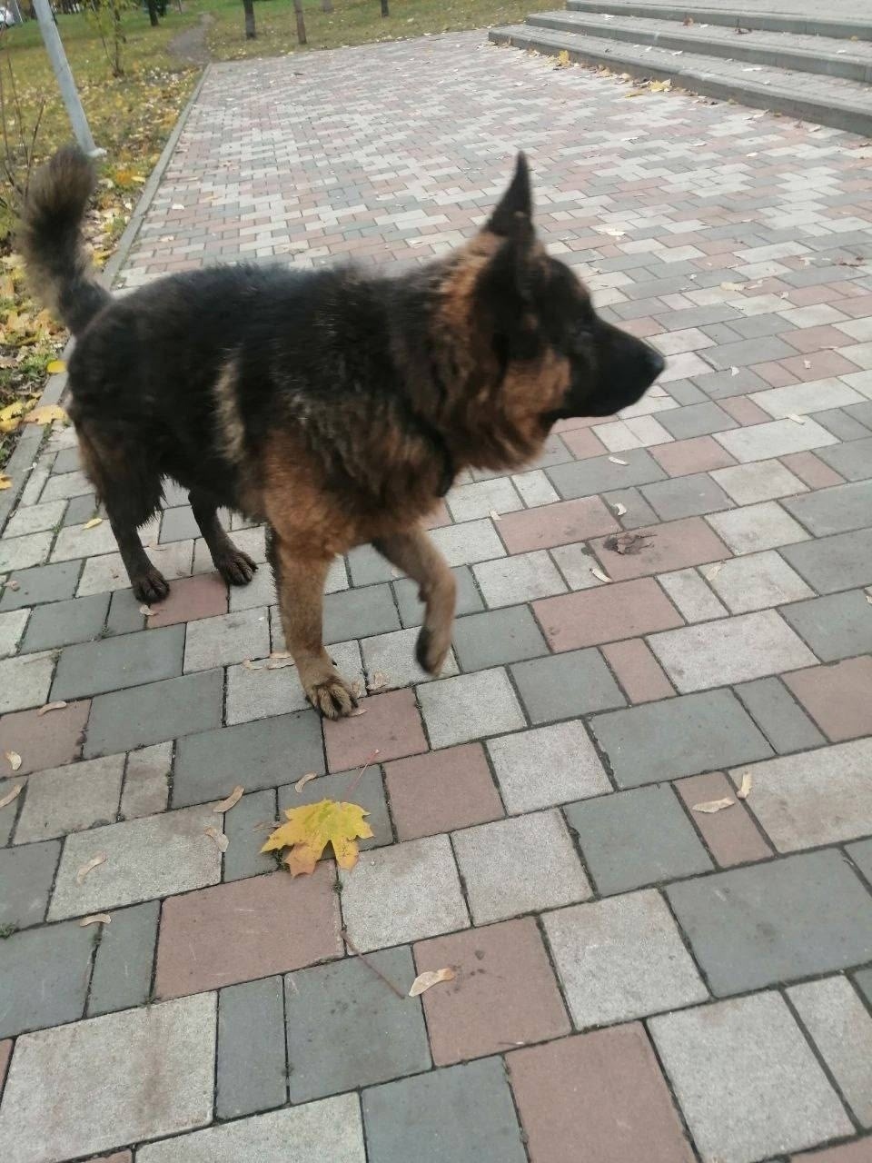 Пропала собака в Раменском — фото объявления