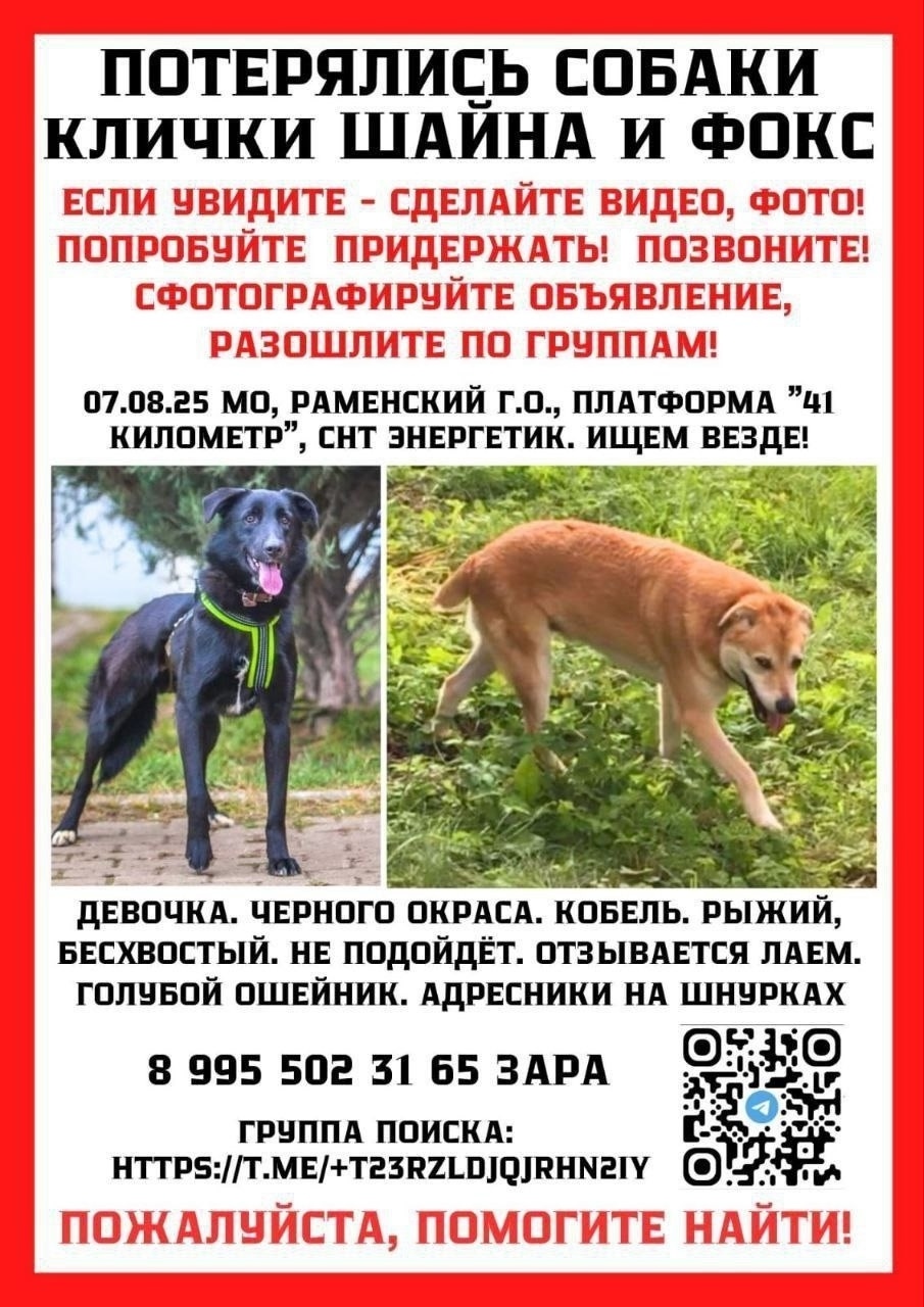 Пропала собака в Раменском — фото объявления