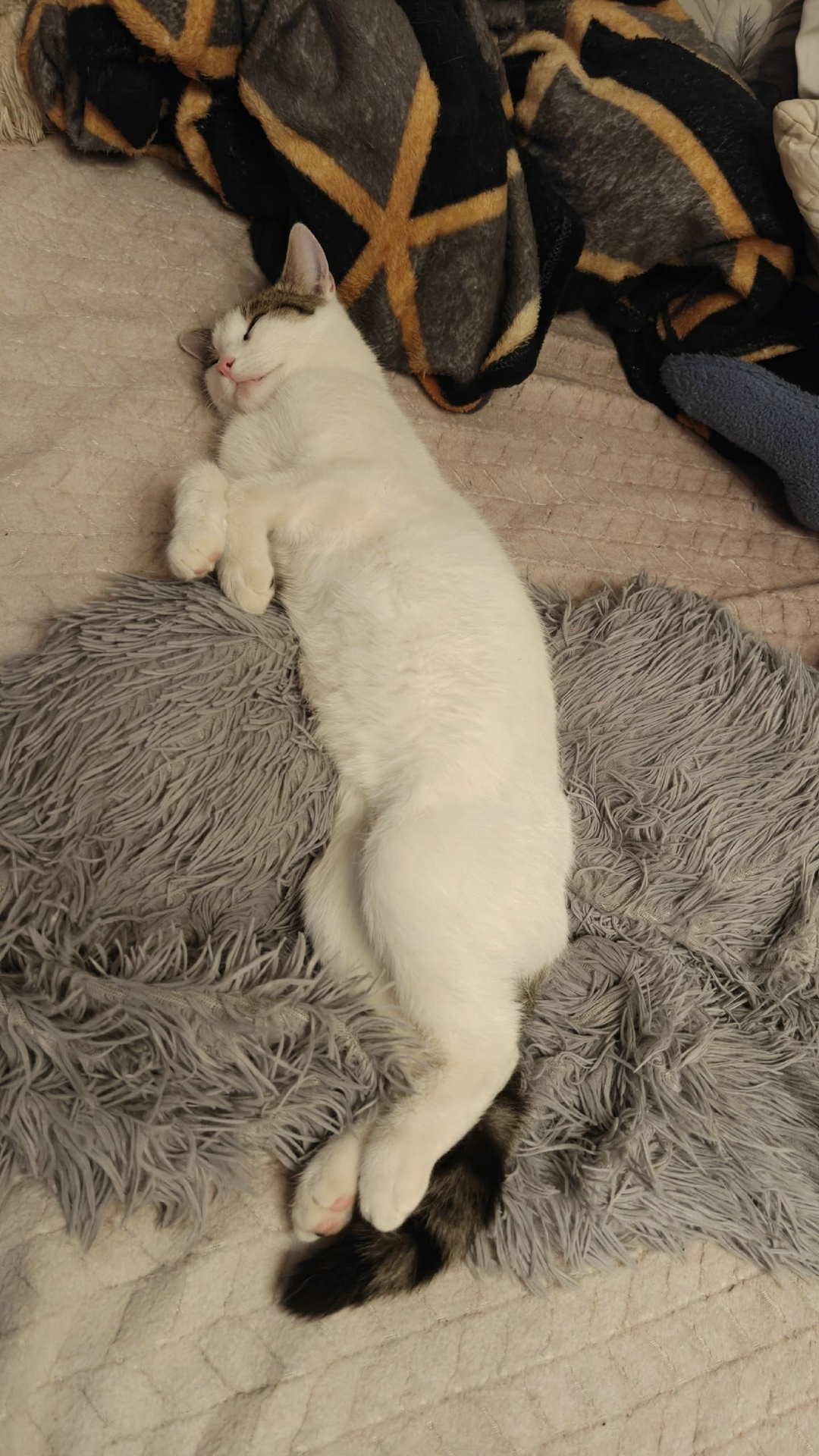 Найдена собака в Орехово-Зуеве — фото объявления