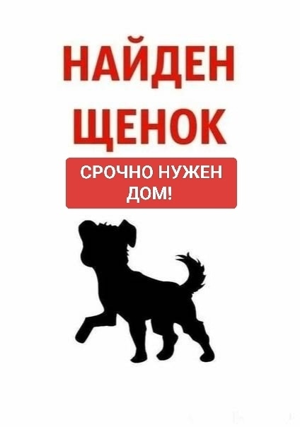 Найдена собака в Орехово-Зуеве — фото объявления