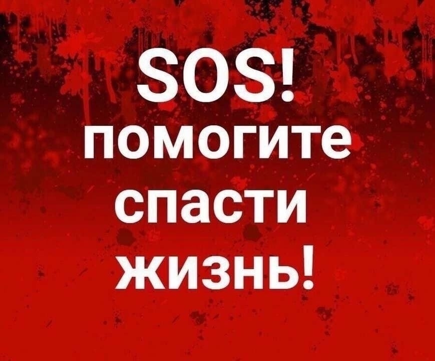 Найдена кошка в Орехово-Зуеве — фото объявления