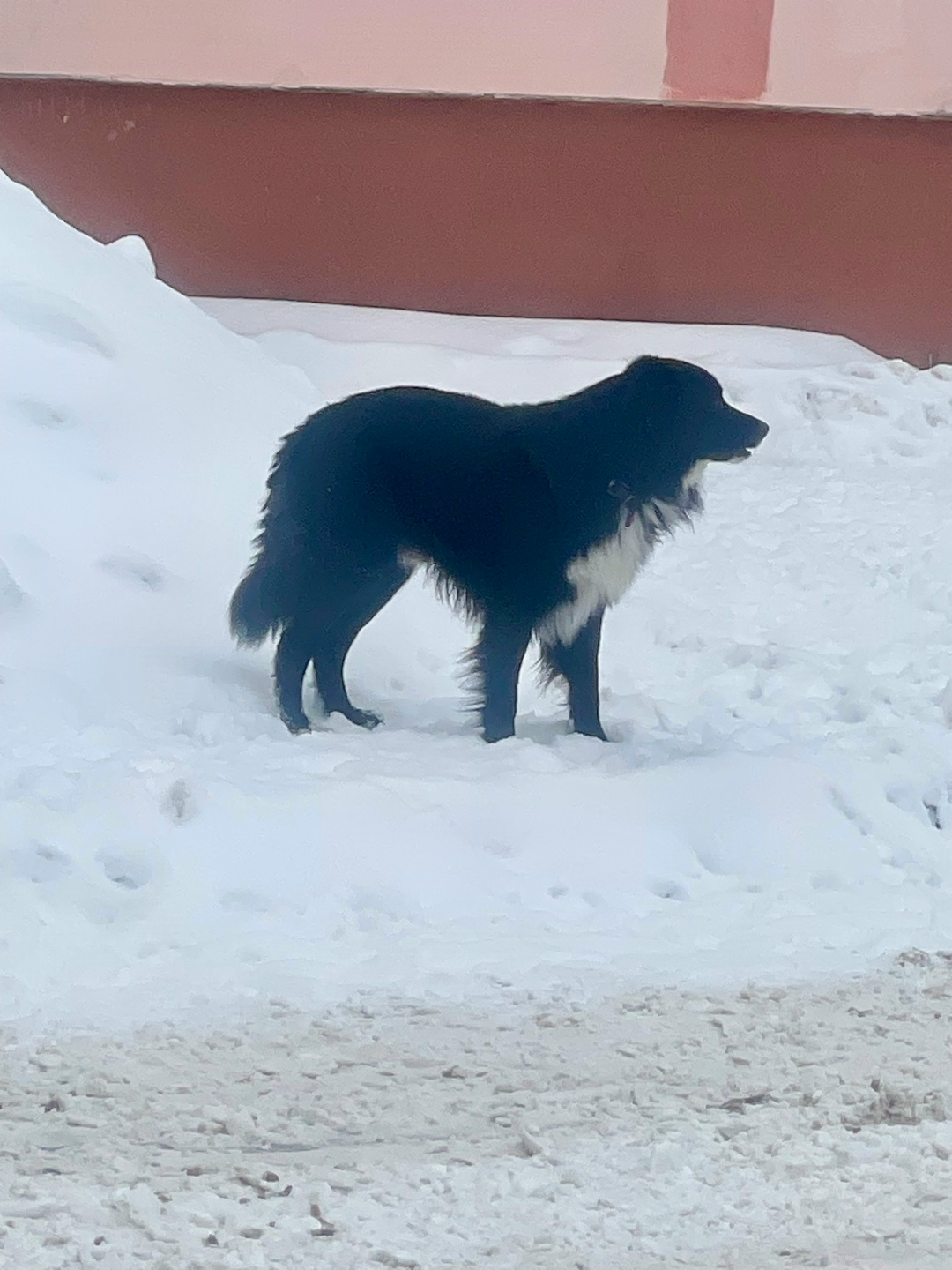 Найдена собака в Орехово-Зуеве — фото объявления