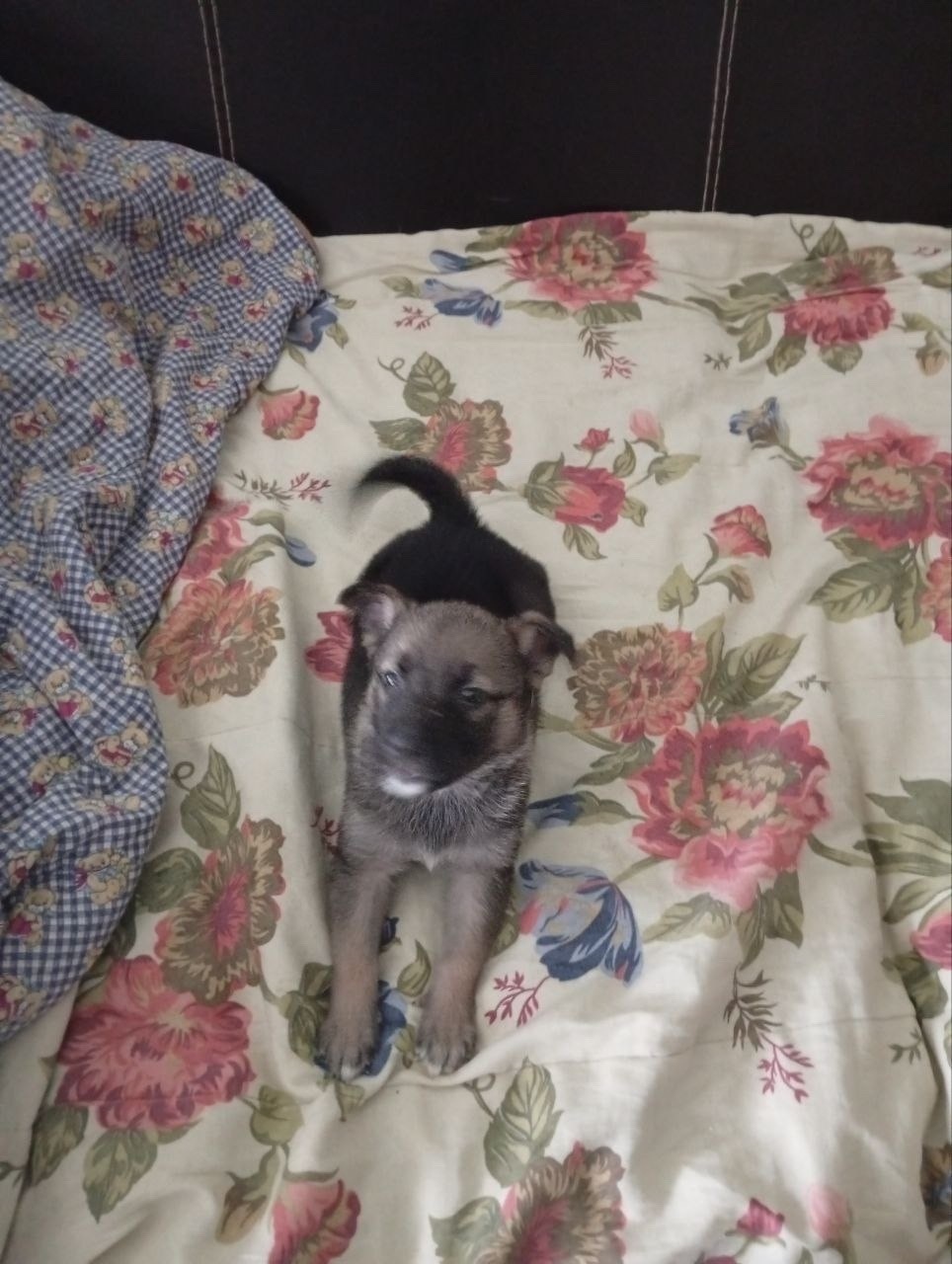 Найдена собака в Орехово-Зуеве — фото объявления