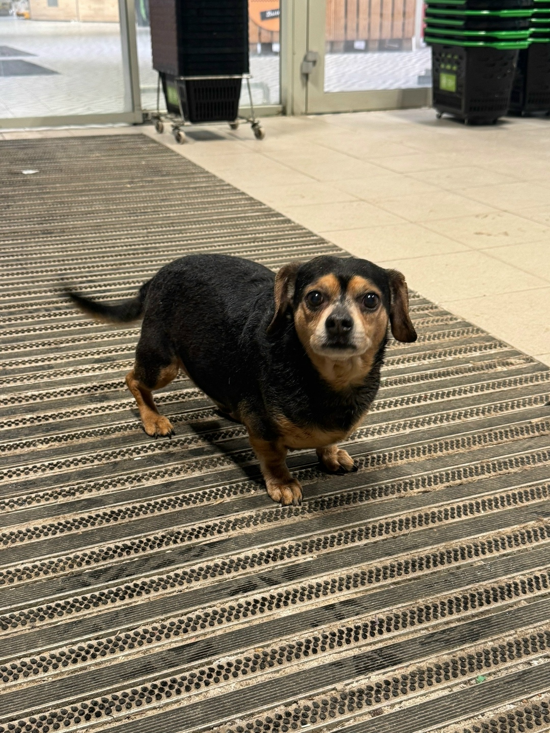 Пропала собака в Орехово-Зуеве — фото объявления