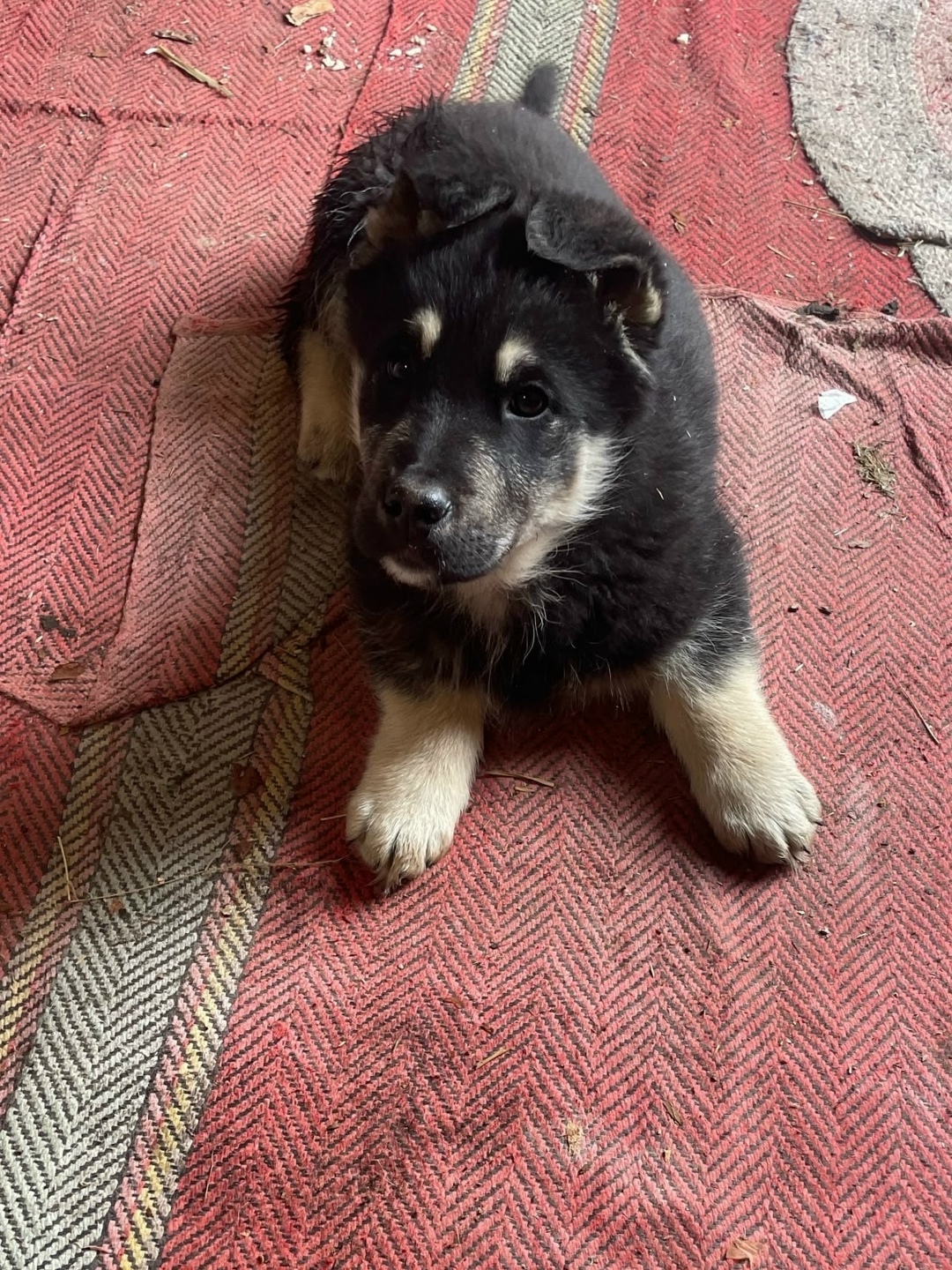 Найдена собака в Орехово-Зуеве — фото объявления