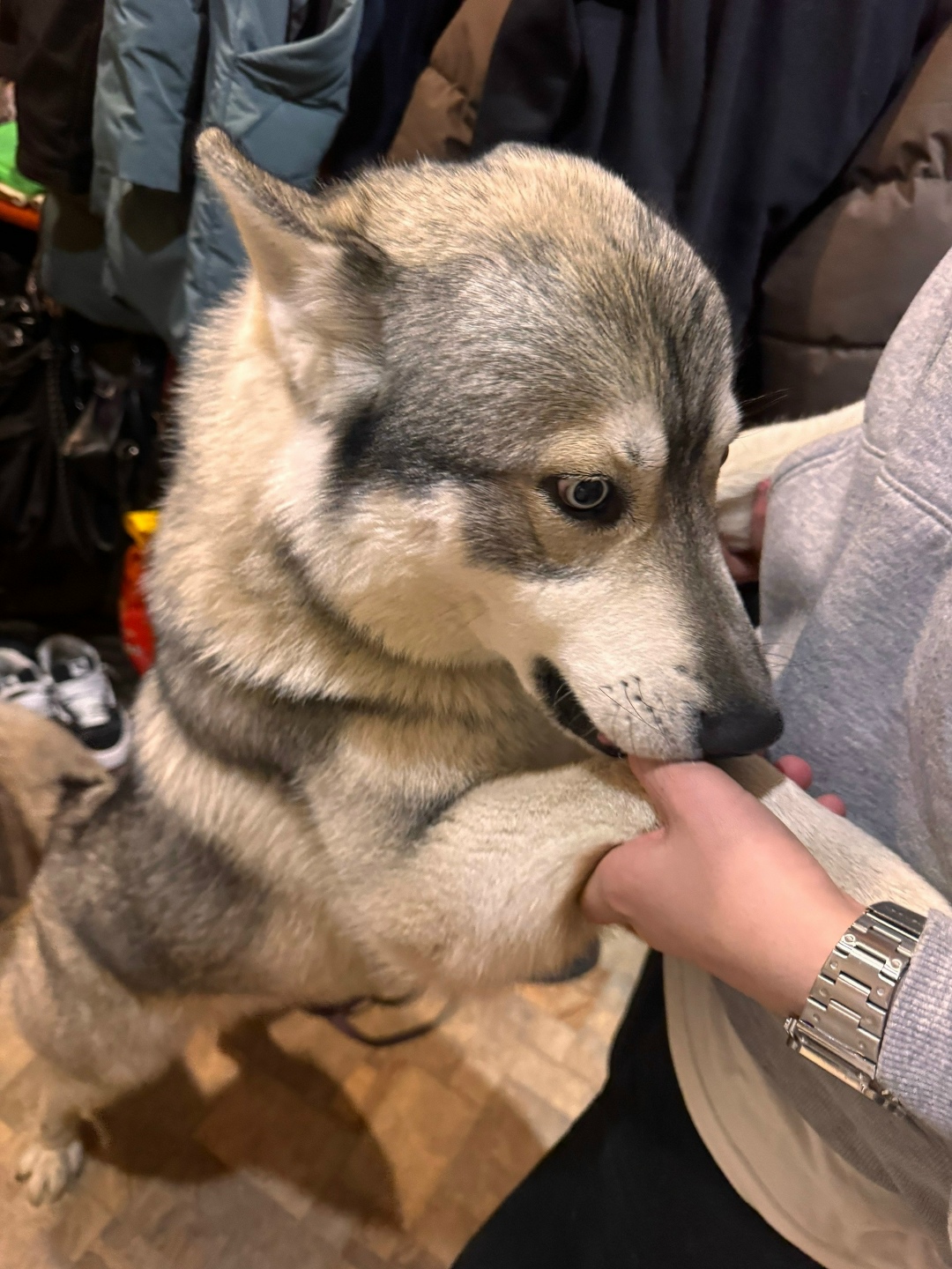 Найдена собака в Орехово-Зуеве — фото объявления